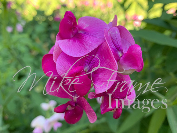 IMG_3741
